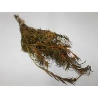 Букет из трав (багульник) Бацькина баня букет из трав (багульник) бацькина баня